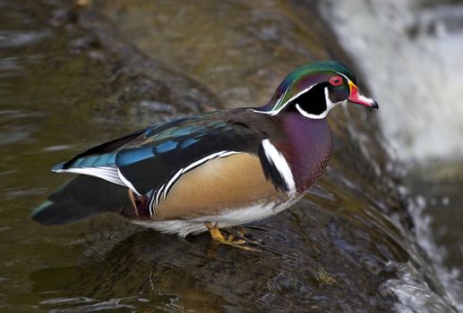 Multicolored Carolina Wood Duck Standing Top of Waterfall Close Up Aix Sponsa

Resubmit--In response to comments from reviewer have further processed image to reduce noise, sharpen focus and adjust lighting.