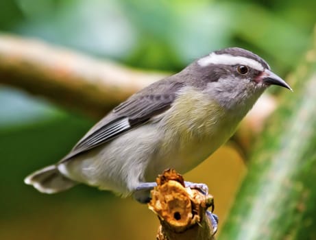 Grey Yellow Bannaquit coereva flaveola