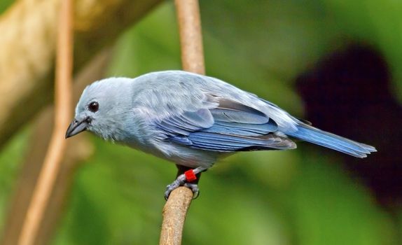 Blue Gray Tanager Bird Tharaupis Episcopus