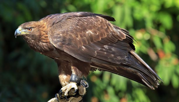 Golden Eagle Aquila Crhysaetos Bird of Prey Predator Looking