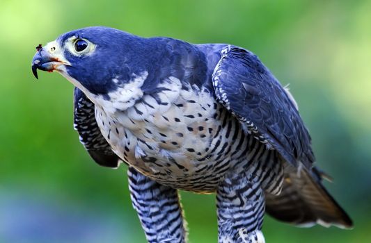 Gyr Falcon Falco Rusticolus eating