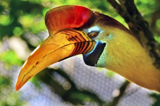 Male Knobbed Hornbill Sulawesi Wrinkled Hornbill Close Up Aceros Cassidix Large Bird Yellow Beak