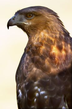 Red Tailed Hawk Buteo Jamaicensis Brown Feathers, Beak, Brown Eye, Chickenhawk