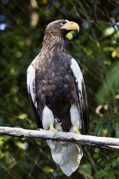 Stellar's Sea Eagle Haliaeetus Pelagicus Perched Black White Feathers Russian Counterpart to North American Bald Eagle