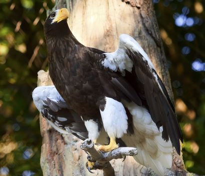 Stellar's Sea Eagle Haliaeetus Pelagicus Spreading Wings Black White Feathers Russian Counterpart to North American Bald Eagle