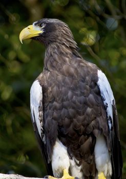 Stellar's Sea Eagle Haliaeetus Pelagicus Perched Black White Feathers Russian Counterpart to North American Bald Eagle