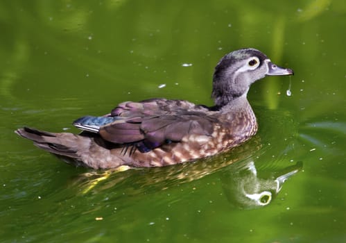 Female Wood Duck Swimming with Reflection Close Up Aix Sponsa