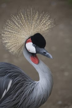 Southern Crowned Crane Portrait Close Up