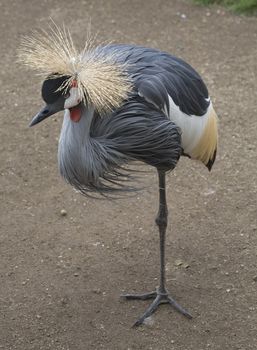 Crowned Crane Standing on One Leg