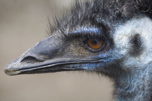 Emu Blue Head Brown Eyes Very Close Upl