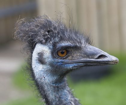 Emu Blue Head Brown Eyes Close Up