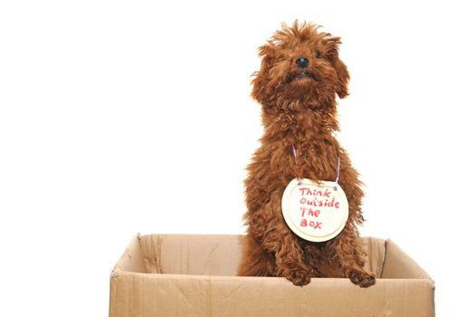 Poodle dog thinking outside the box isolated on white