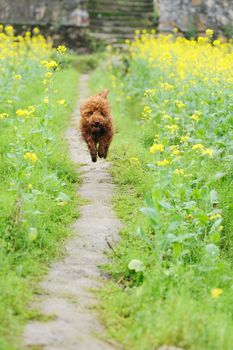 Poodle dog running in rape flower field