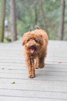 Brown poodle dog walking on the wooden road