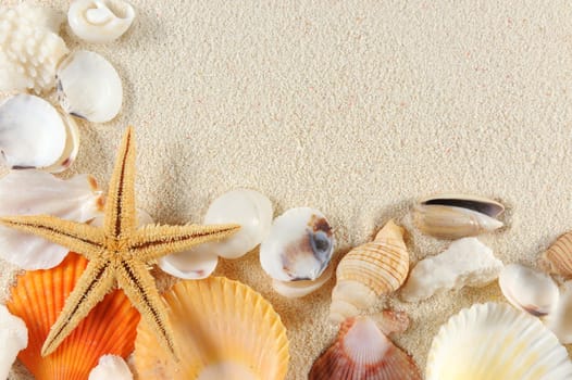 Group of seashells, starfishes on the sand