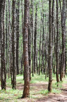 Group of pine trees stand in the forest