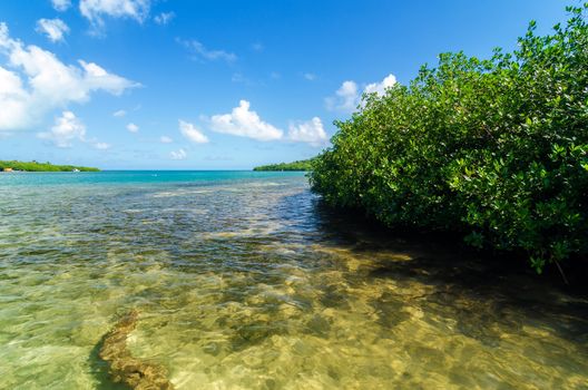 Mangrove trees and a view of the Caribbean sea in San Andres y Providencia, Colombia