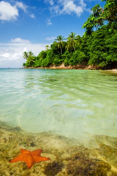 A starfish in crystal clear water next to a secluded tropical island