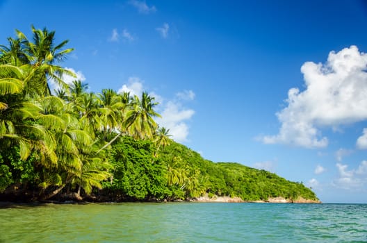 Lush green Caribbean coastline with palm trees