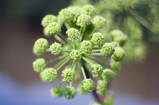 Angelica plan. Close-up  .Shallow depth-of-field. 