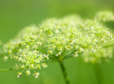 Angelica plan. Close-up  .Shallow depth-of-field. 