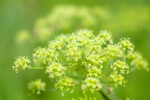 Angelica plan. Close-up  .Shallow depth-of-field. 