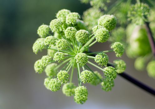Angelica plan. Close-up  .Shallow depth-of-field. 