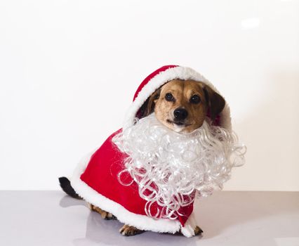 little dog with santa claus beard