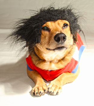 a little dog with the hair black
