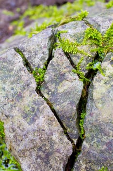 Some stones have big cracks in them and moss plantlife is growing out of the cracks.