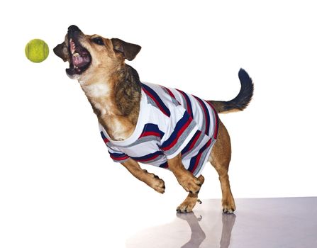 a little dachshund dog play with de ball
