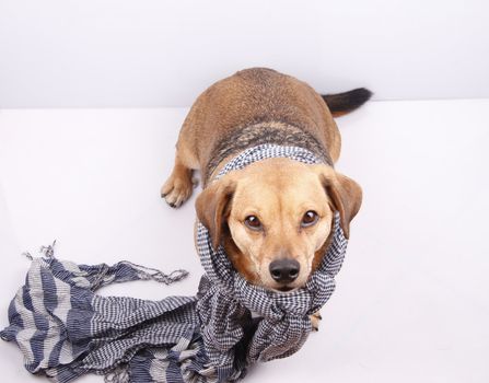 a little dachshund dog with scarf