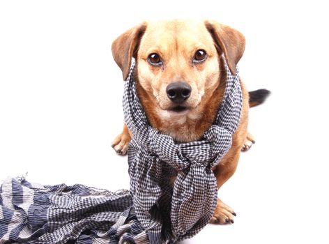 dog and scarf