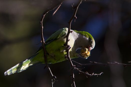 parrot that eats bread