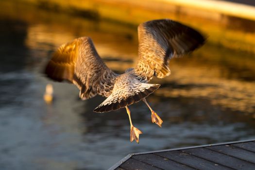 seagull flying on the sunrise