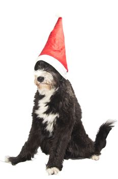 a very happy christmas black dog and red hat