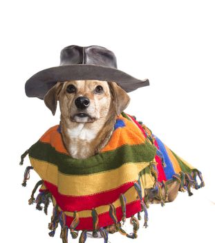 dog with Mexican sombrero and poncho