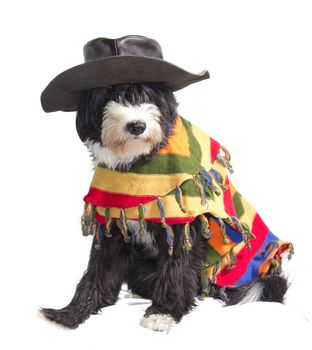 dog with Mexican sombrero and poncho