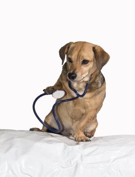 a puppy who has worked for veterinary