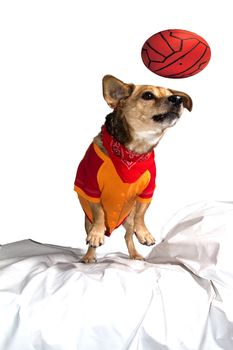 cute brown puppy and playing football