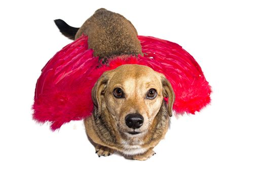 little dachshund wearing an angel costume