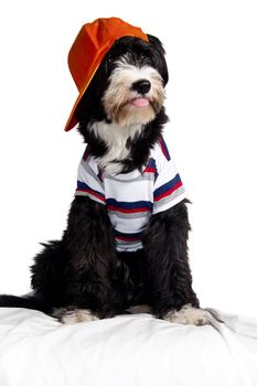 bobtail dog breed that makes the hat with spiteful