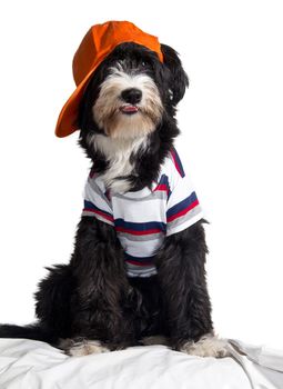 bobtail dog breed that makes the hat with spiteful