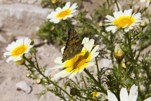 butterfly and flowers