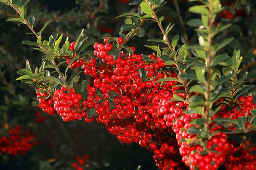a red berries on tree