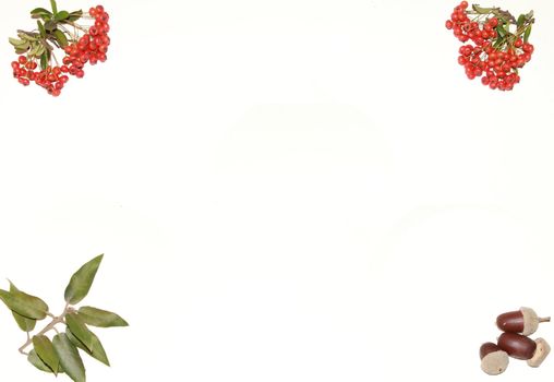 a background of mistletoe berries and acorns