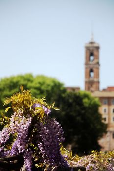 a flower in the city of rome