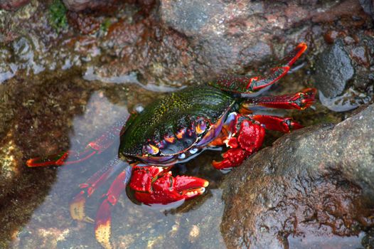 crab in the sea