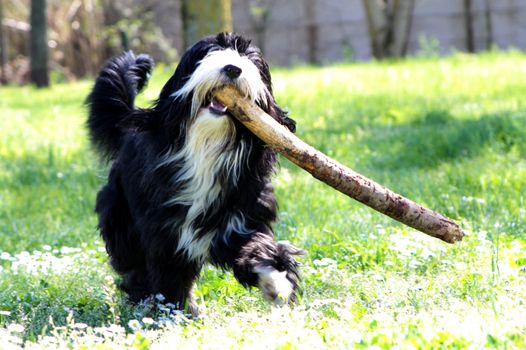 a bob tail with stick