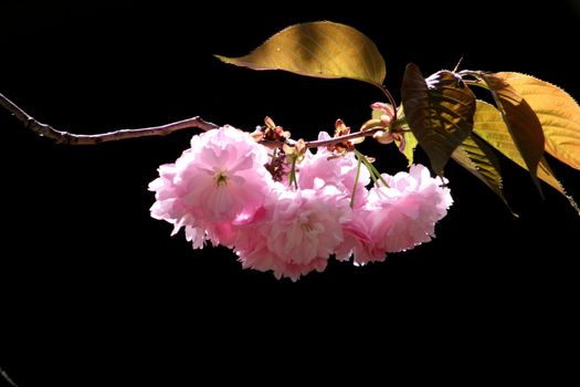 a flower in the black background